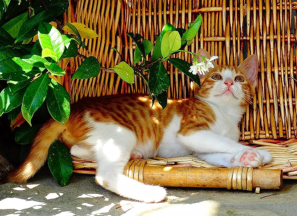 Apartments Karpetis A Green Paradise プサコウディア エクステリア 写真